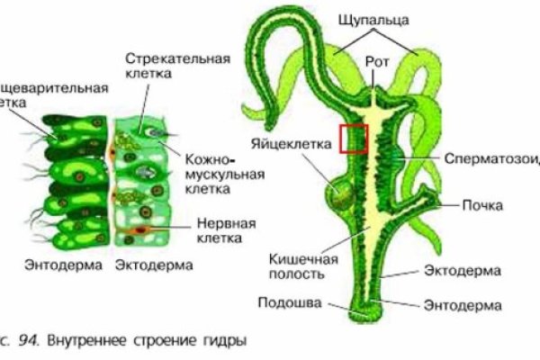Кракен даркнет только через